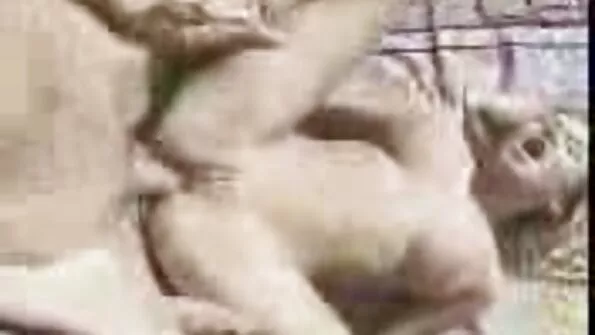 Tikras tėtis - žiūrėti porno filmą online.